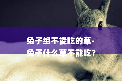 兔子絕不能吃的草-
兔子什么草不能吃？