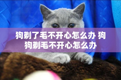 狗剃了毛不開心怎么辦 狗狗剃毛不開心怎么辦