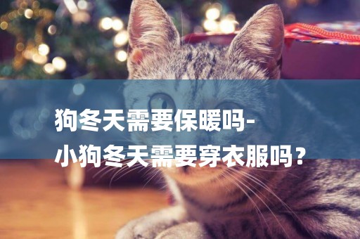 狗冬天需要保暖嗎-
小狗冬天需要穿衣服嗎？