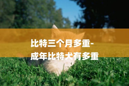 比特三個月多重-
成年比特犬有多重