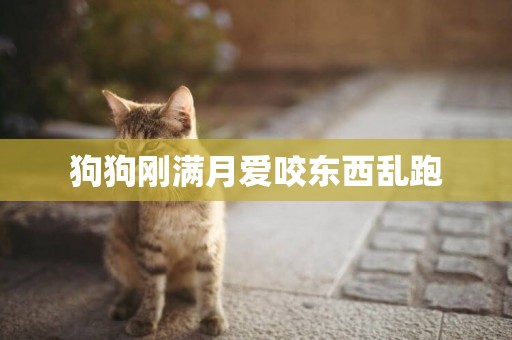 狗狗剛滿月愛咬東西亂跑