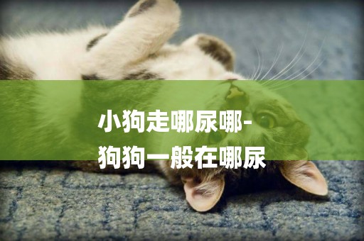 小狗走哪尿哪-
狗狗一般在哪尿