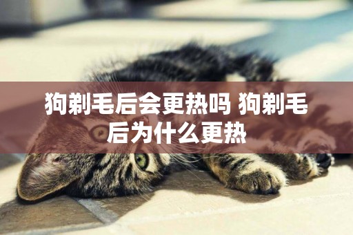 狗剃毛后會更熱嗎 狗剃毛后為什么更熱