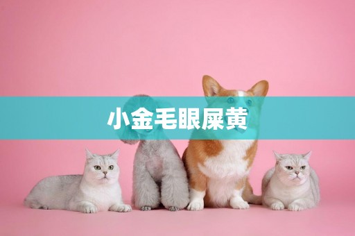小金毛眼屎黃