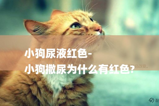 小狗尿液紅色-
小狗撒尿為什么有紅色?