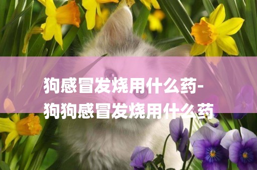 狗感冒發燒用什么藥-
狗狗感冒發燒用什么藥