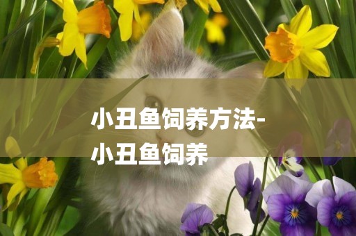 小丑魚飼養方法-
小丑魚飼養