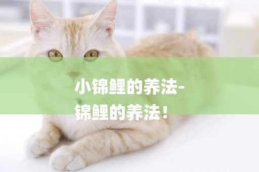 小錦鯉的養法-
錦鯉的養法！