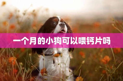 一個月的小狗可以喂鈣片嗎