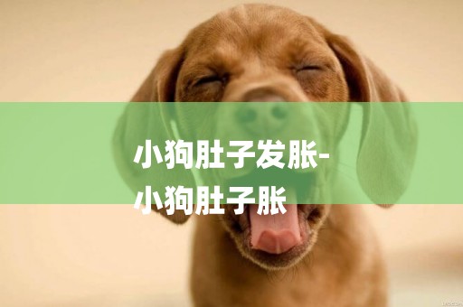 小狗肚子發脹-
小狗肚子脹