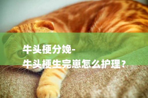 牛頭梗分娩-
牛頭梗生完崽怎么護理？