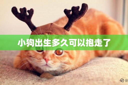 小狗出生多久可以抱走了