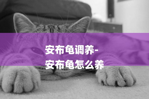 安布龜調養-
安布龜怎么養