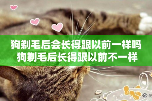 狗剃毛后會長得跟以前一樣嗎 狗剃毛后長得跟以前不一樣
