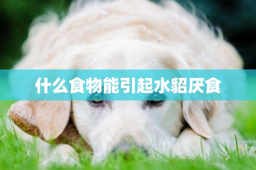 什么食物能引起水貂厭食