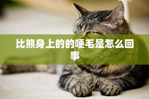 比熊身上的的哽毛是怎么回事