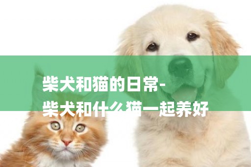 柴犬和貓的日常-
柴犬和什么貓一起養好