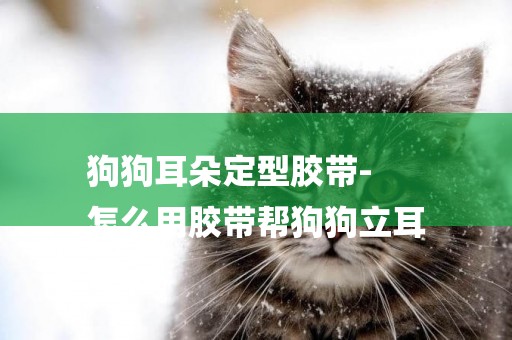 狗狗耳朵定型膠帶-
怎么用膠帶幫狗狗立耳