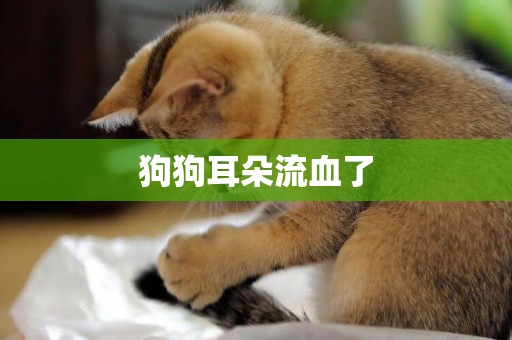 狗狗耳朵流血了