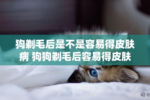 狗剃毛后是不是容易得皮膚病 狗狗剃毛后容易得皮膚病嗎