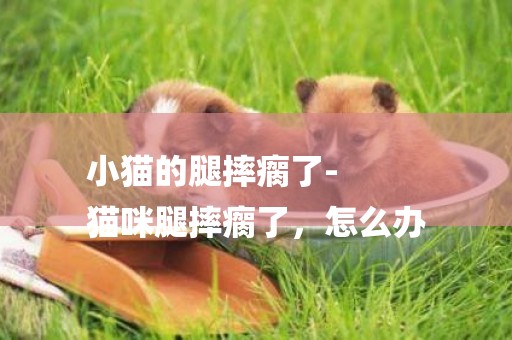 小貓的腿摔瘸了-
貓咪腿摔瘸了，怎么辦