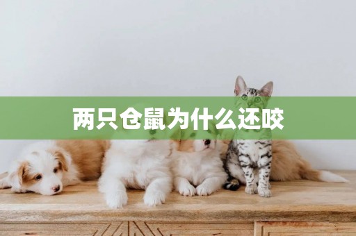 兩只倉鼠為什么還咬