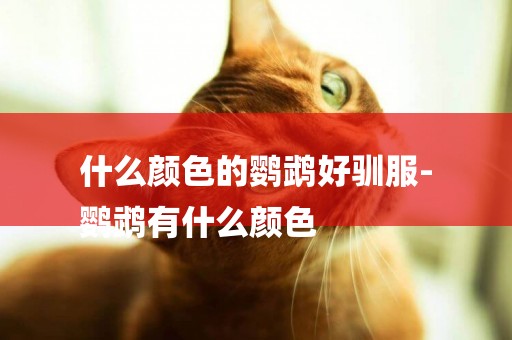 什么顏色的鸚鵡好馴服-
鸚鵡有什么顏色