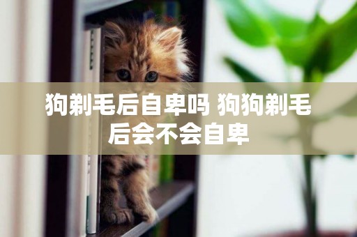 狗剃毛后自卑嗎 狗狗剃毛后會不會自卑