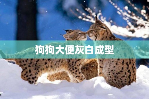 狗狗大便灰白成型