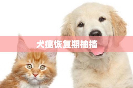 犬瘟恢復期抽搐