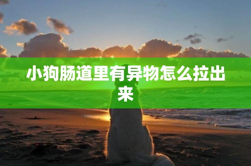 小狗腸道里有異物怎么拉出來