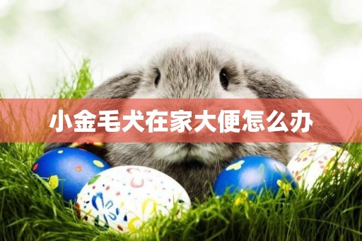 小金毛犬在家大便怎么辦