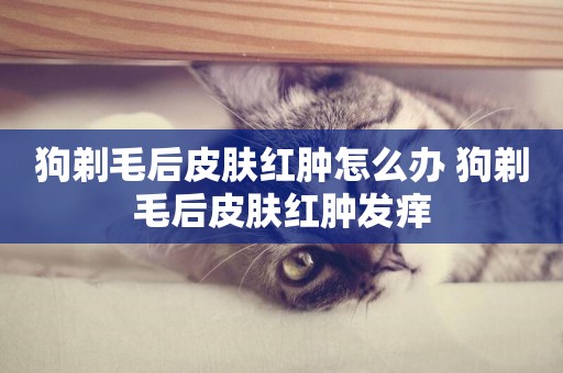 狗剃毛后皮膚紅腫怎么辦 狗剃毛后皮膚紅腫發癢