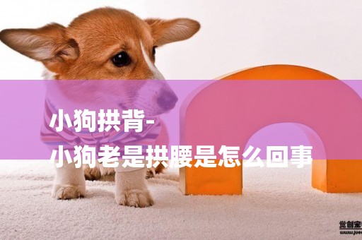 小狗拱背-
小狗老是拱腰是怎么回事