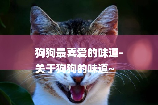 狗狗最喜愛的味道-
關于狗狗的味道~