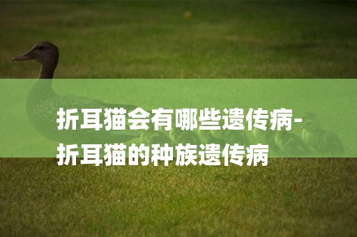 折耳貓會有哪些遺傳病-
折耳貓的種族遺傳病