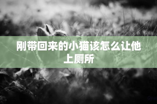 剛帶回來的小貓該怎么讓他上廁所