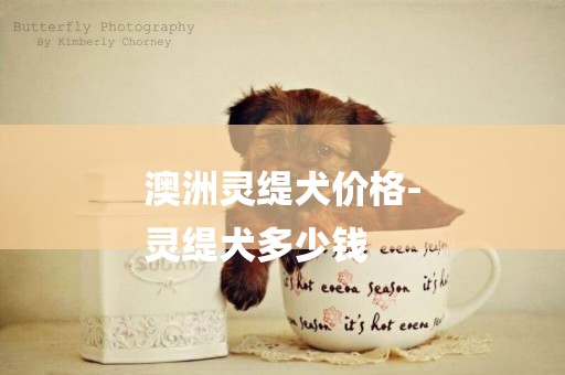 澳洲靈緹犬價格-
靈緹犬多少錢