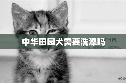 中華田園犬需要洗澡嗎