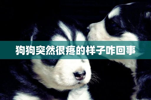 狗狗突然很疼的樣子咋回事