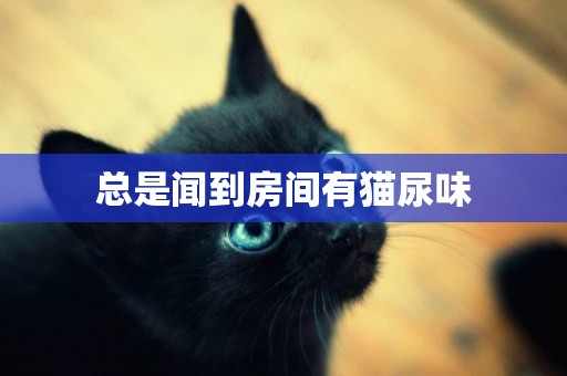 總是聞到房間有貓尿味