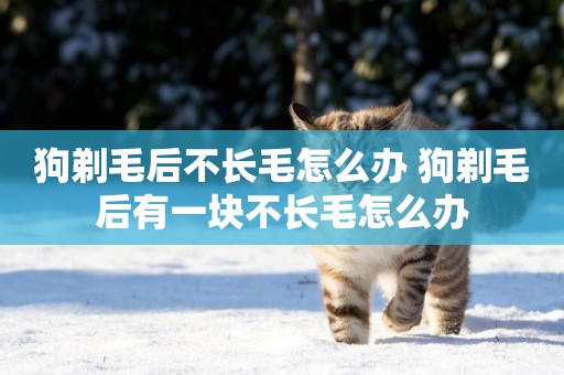 狗剃毛后不長毛怎么辦 狗剃毛后有一塊不長毛怎么辦