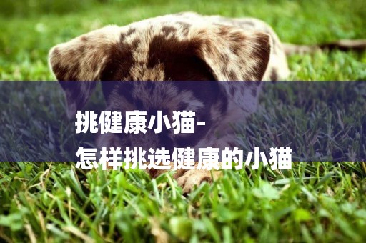 挑健康小貓-
怎樣挑選健康的小貓