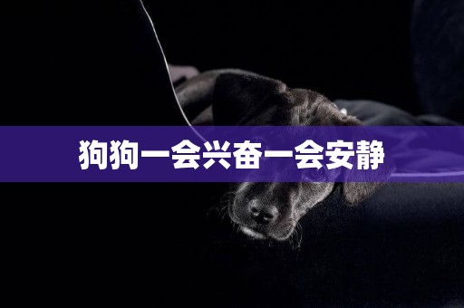 狗狗一會興奮一會安靜