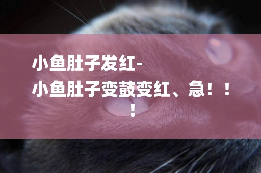 小魚肚子發紅-
小魚肚子變鼓變紅、急！！！