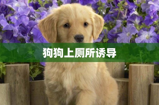 狗狗上廁所誘導