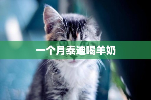 一個月泰迪喝羊奶