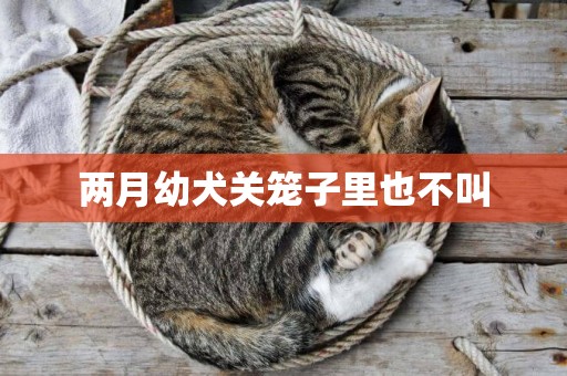 兩月幼犬關籠子里也不叫