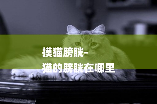 摸貓膀胱-
貓的膀胱在哪里