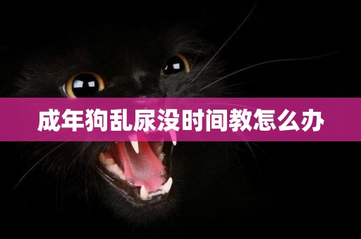 成年狗亂尿沒時間教怎么辦